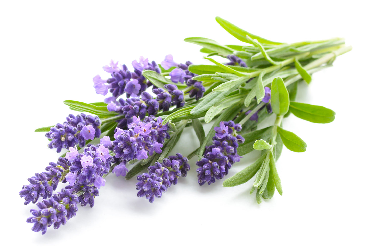 Lavender Essential Oil 100% Pure 10 ML